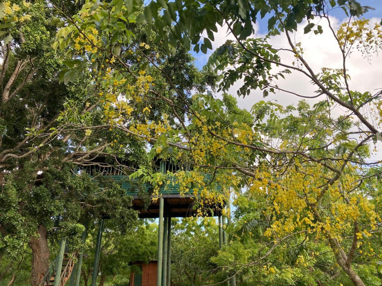 Lodge Single Trees Yala *