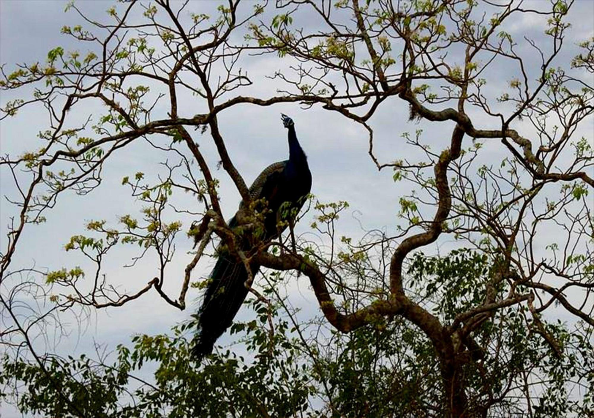 Single Trees Yala Lodge *