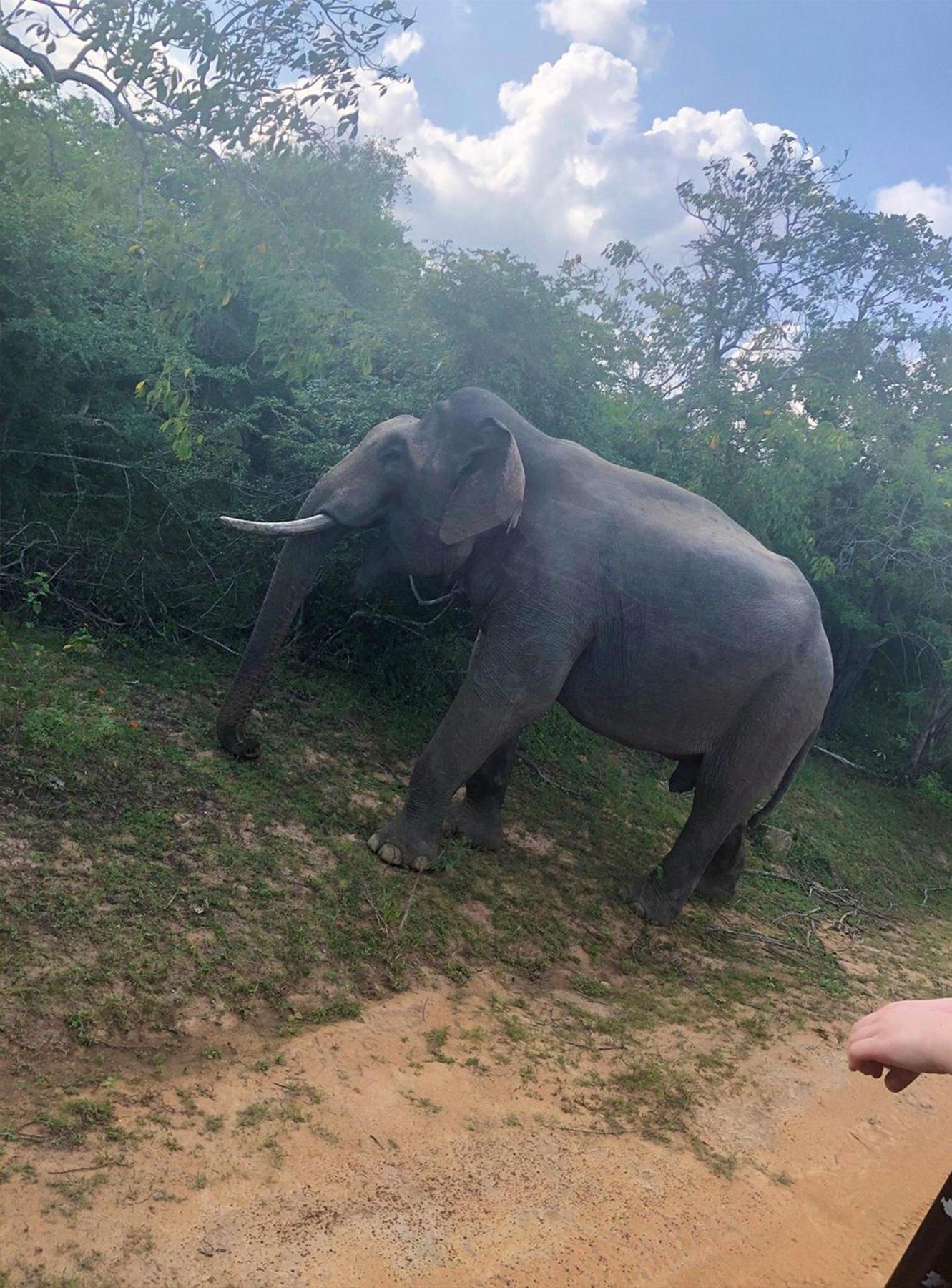 Lodge Single Trees Yala