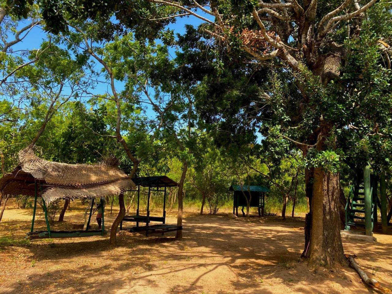 Single Trees Yala Palatupana